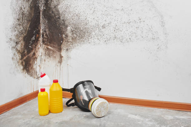 Attic Mold Removal in Dulles Town Center, VA