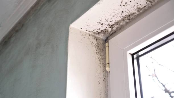 Office Mold Removal Services in Dulles Town Center, VA