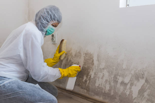 Dulles Town Center, VA Mold Removal Company