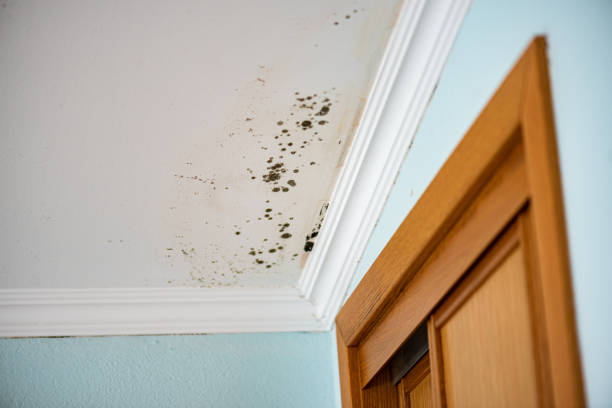Best Toxic Mold Removal  in Dulles Town Center, VA
