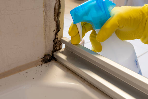 Best Commercial Mold Removal  in Dulles Town Center, VA