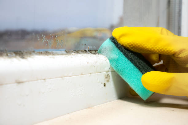 Attic Mold Removal in Dulles Town Center, VA