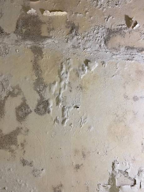  Dulles Town Center, VA Mold Removal Pros
