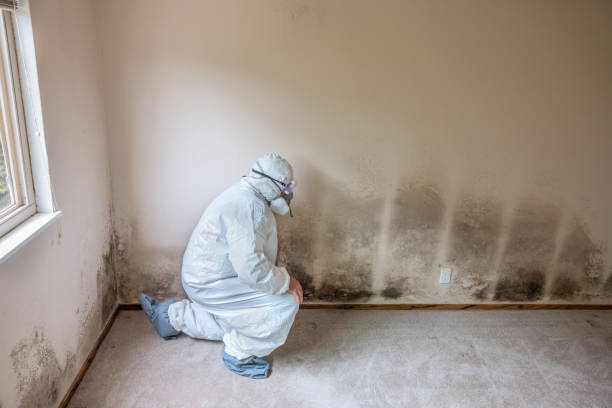 Best Emergency Mold Removal  in Dulles Town Center, VA