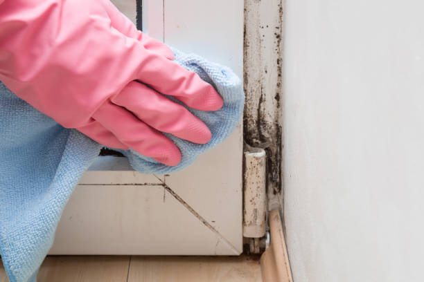 Best Mold Removal Near Me  in Dulles Town Center, VA