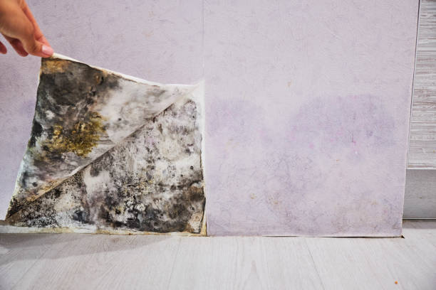 Trusted Dulles Town Center, VA Mold Removal Experts